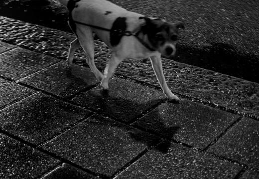 Dogs without people or bikes